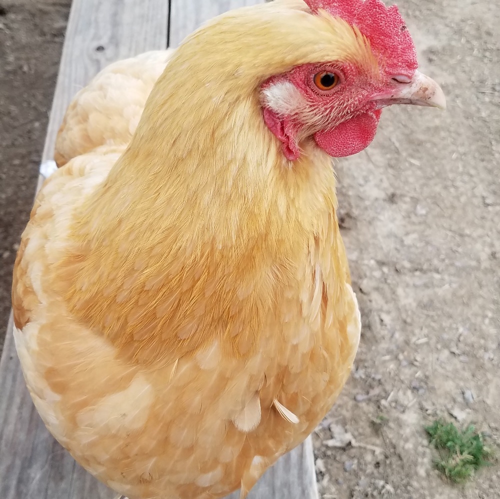 Meet your Posher, Nancy